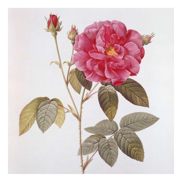Glasbilleder blomster Pierre Joseph Redoute - Apothecary's Rose