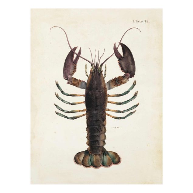 Billeder brun Vintage Illustration Lobster