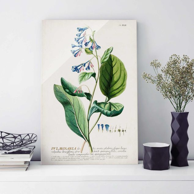 køkken dekorationer Vintage Botanical Illustration Lungwort