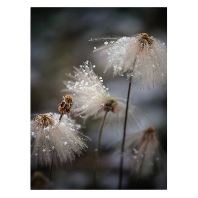 Billeder blomster Dandelions With Snowflakes