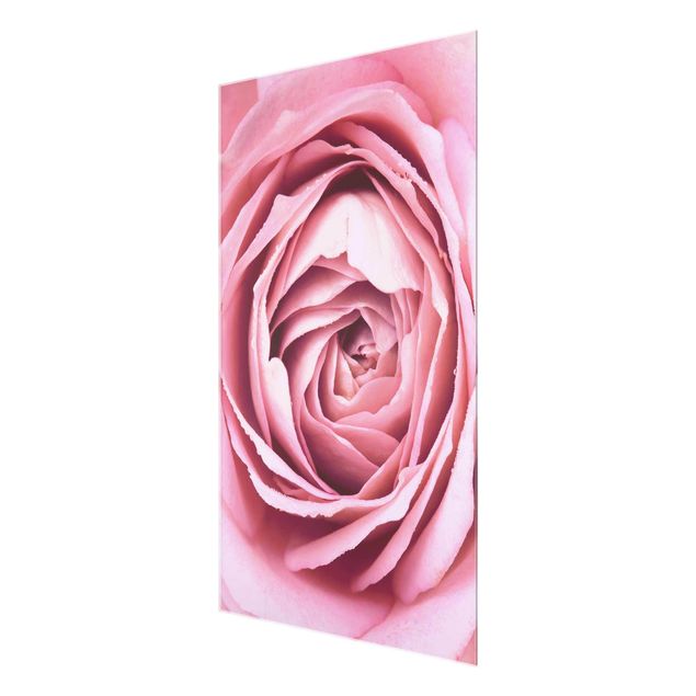 Billeder blomster Pink Rose Blossom