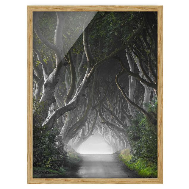 3D billeder Forest In Northern Ireland