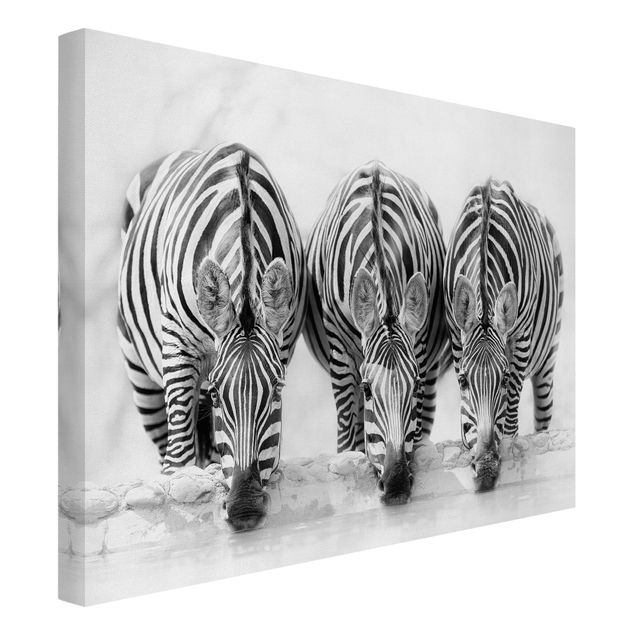 Billeder på lærred sort og hvid Zebra Trio In Black And White