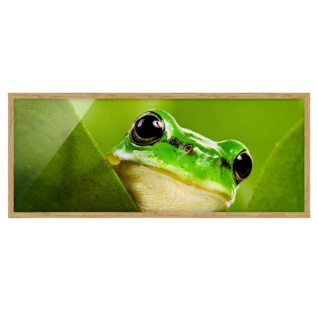 Billeder dyr Frog