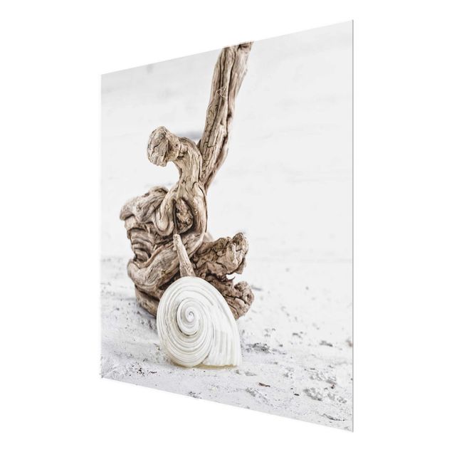 Glasbilleder strande White Snail Shell And Root Wood