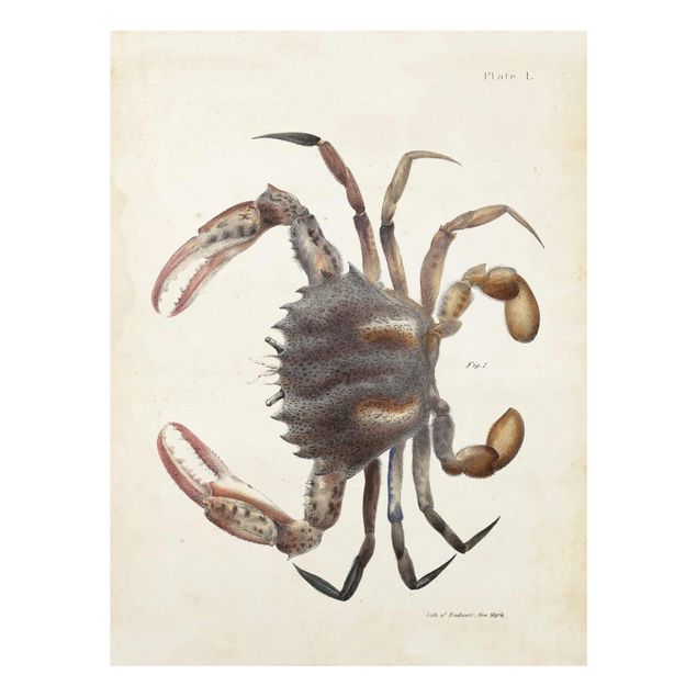 Billeder brun Vintage Illustration Crab