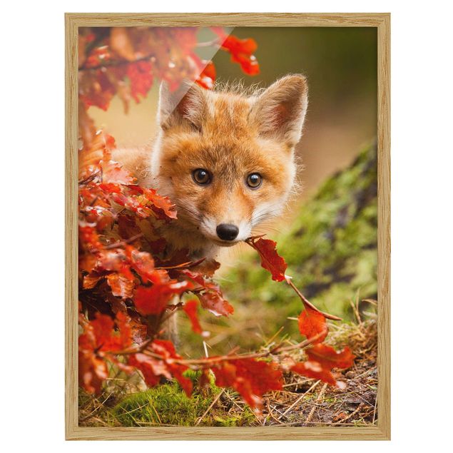 Indrammede plakater landskaber Fox In Autumn