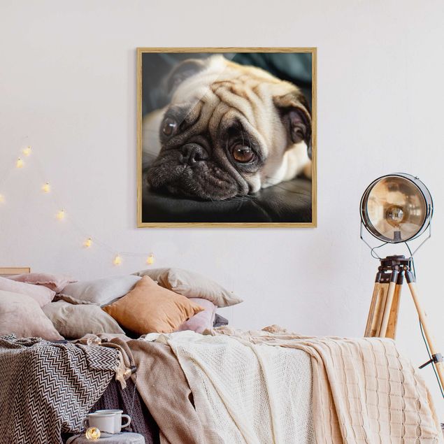 Billeder moderne Pensive Pug