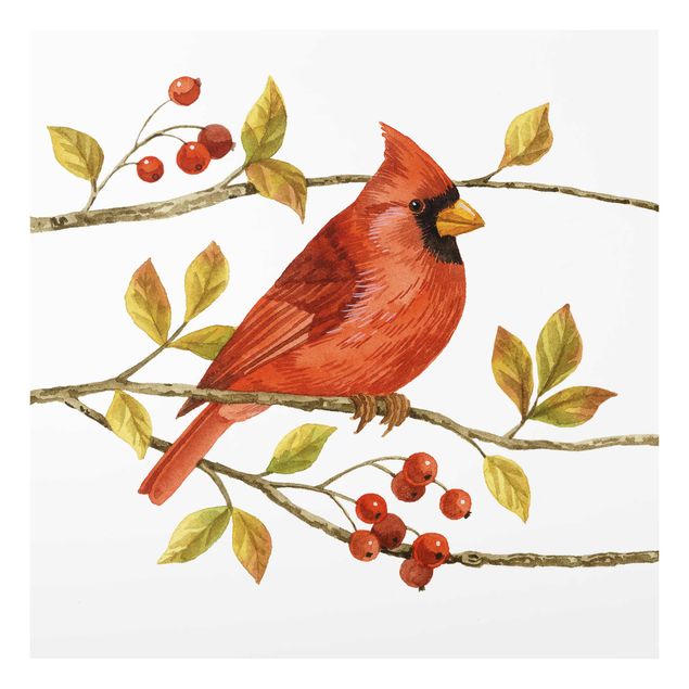 Billeder Birds And Berries - Northern Cardinal
