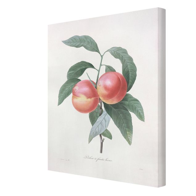 Billeder rød Botany Vintage Illustration Peach