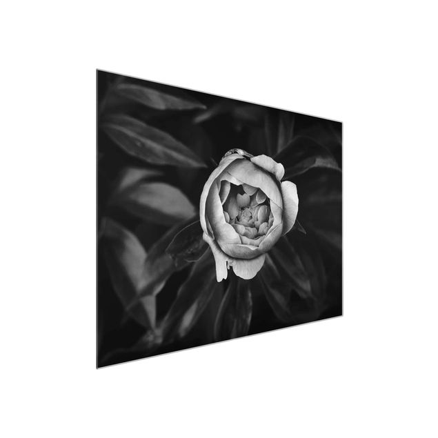 Glasbilleder blomster Peonies In Front Of Leaves Black And White