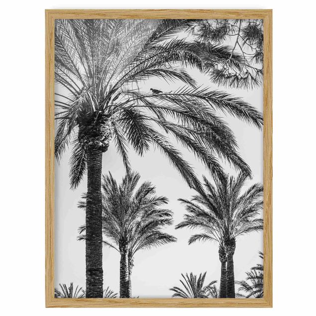 Indrammede plakater sort og hvid Palm Trees At Sunset Black And White