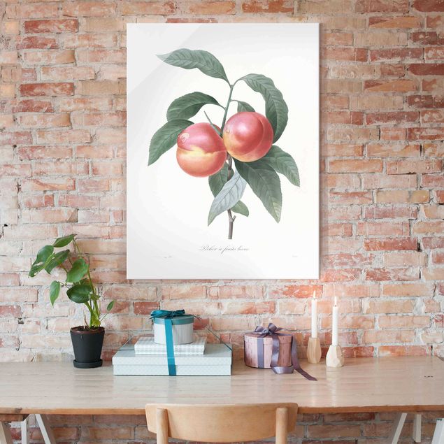 Billeder frugt Botany Vintage Illustration Peach