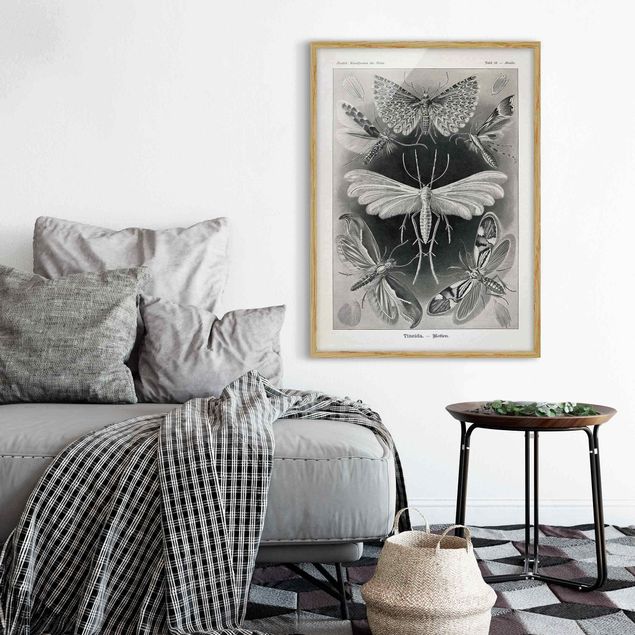Indrammede plakater sort og hvid Vintage Board Moths And Butterflies