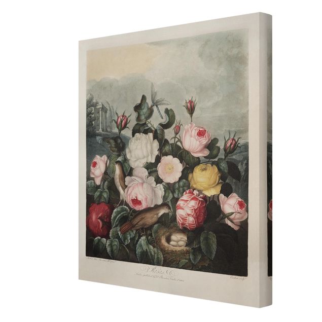 Billeder lyserød Botany Vintage Illustration Of Roses