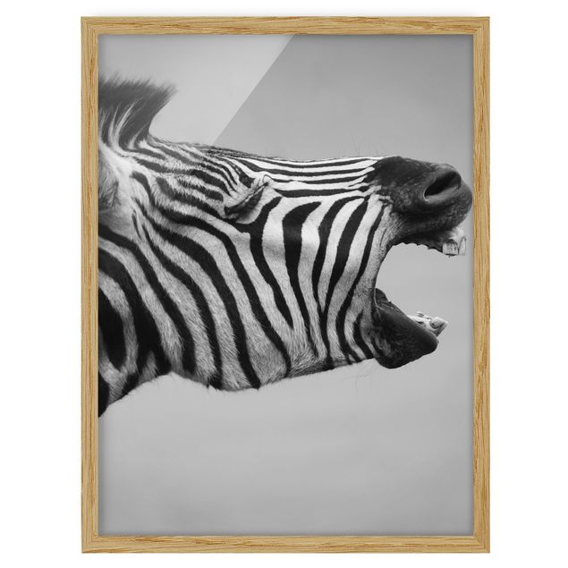 Indrammede plakater dyr Roaring Zebra ll