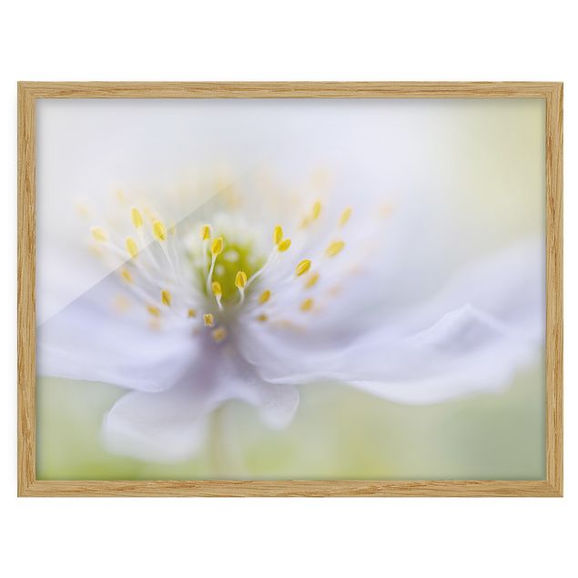 Billeder blomster Anemone Beauty