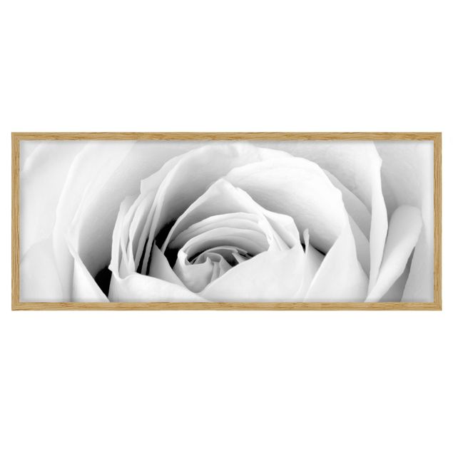 Billeder blomster Close Up Rose