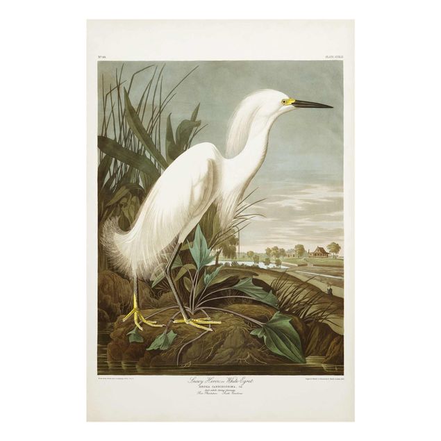 Billeder hav Vintage Board White Heron I