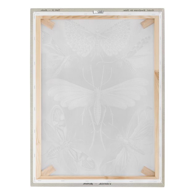 Billeder sort og hvid Vintage Board Moths And Butterflies