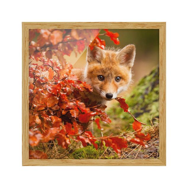 Indrammede plakater landskaber Fox In Autumn