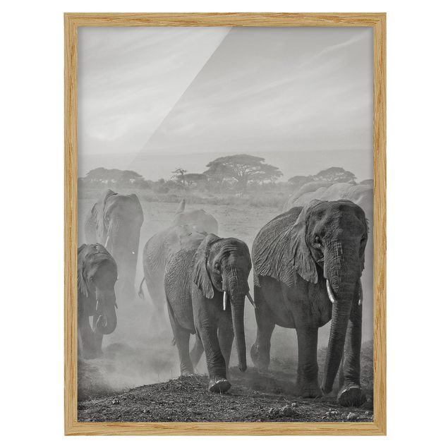 Indrammede plakater sort og hvid Herd Of Elephants