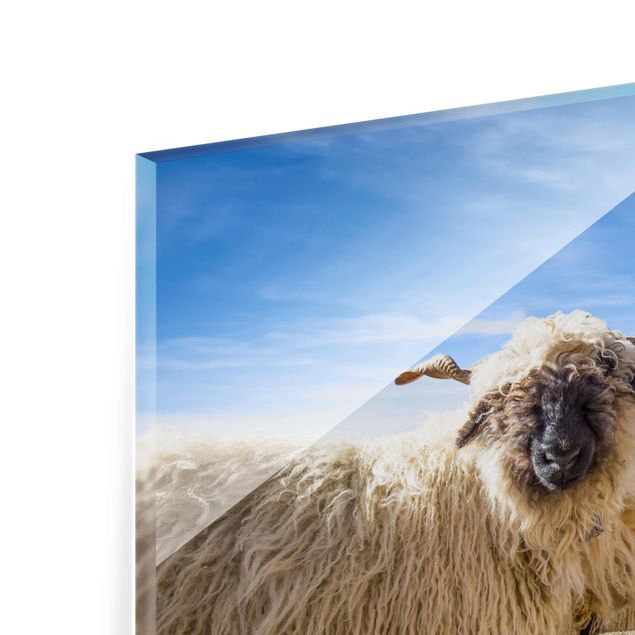 Glasbilleder arkitektur og skyline Blacknose Sheep Of Zermatt