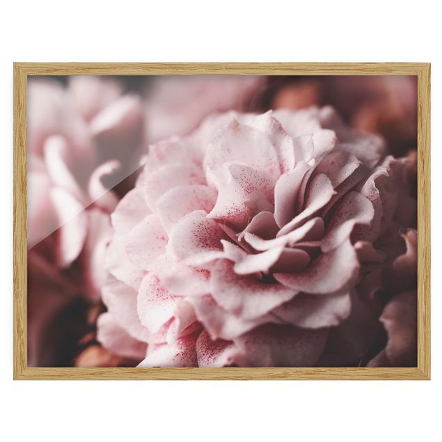Billeder blomster Shabby Light Pink Rose Pastel
