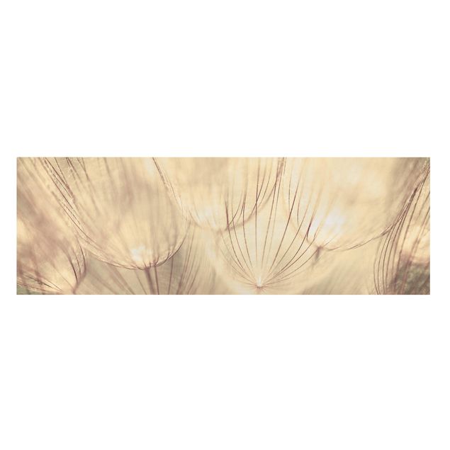 Billeder på lærred sort og hvid Dandelions Close-Up In Cozy Sepia Tones