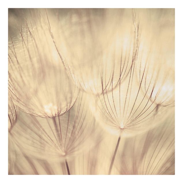 Billeder på lærred sort og hvid Dandelions Close-Up In Cozy Sepia Tones