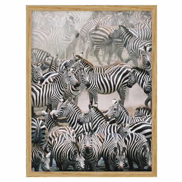 Indrammede plakater dyr Zebra Herd