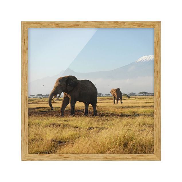 Indrammede plakater landskaber Elephants In Front Of The Kilimanjaro In Kenya