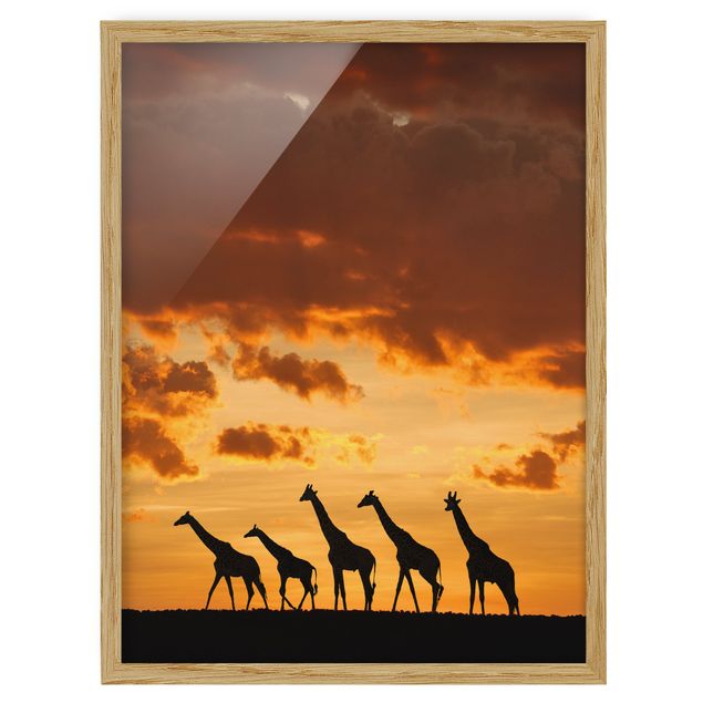 Billeder Afrika Five Giraffes