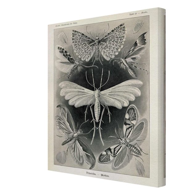 Billeder på lærred dyr Vintage Board Moths And Butterflies