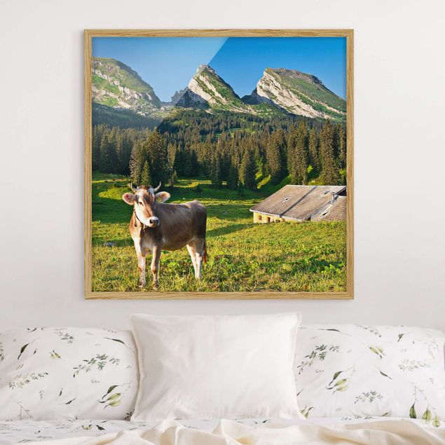 Billeder Schweiz Swiss Alpine Meadow With Cow