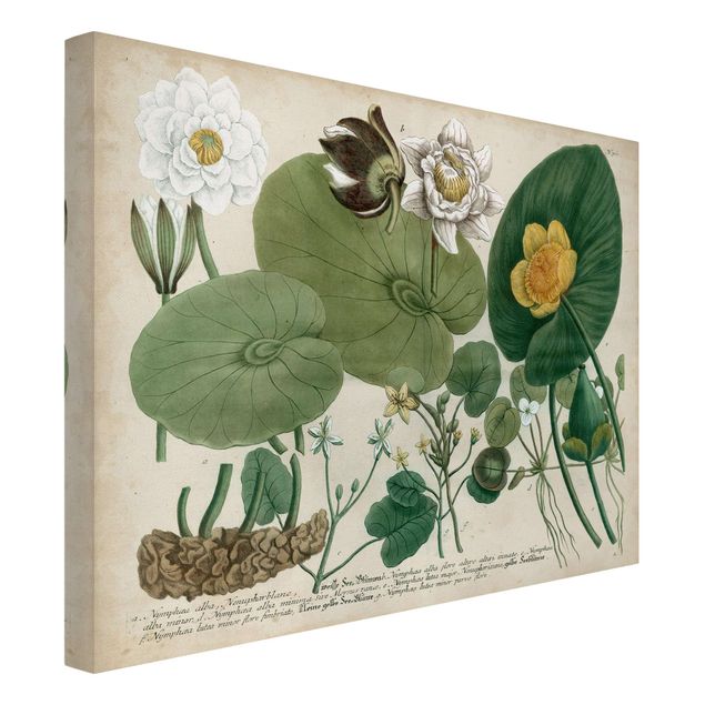 Billeder blomster Vintage Board White Water-Lily