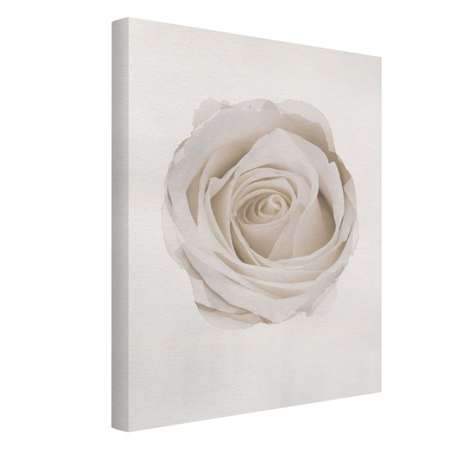 Billeder blomster WaterColours - Pretty White Rose