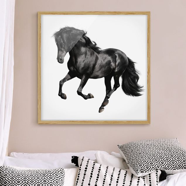 Indrammede plakater sort og hvid Arabian Stallion
