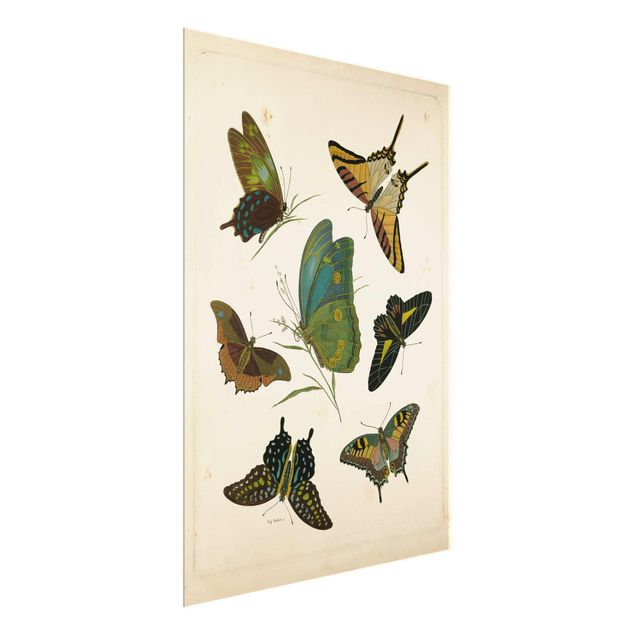 Billeder retro Vintage Illustration Exotic Butterflies