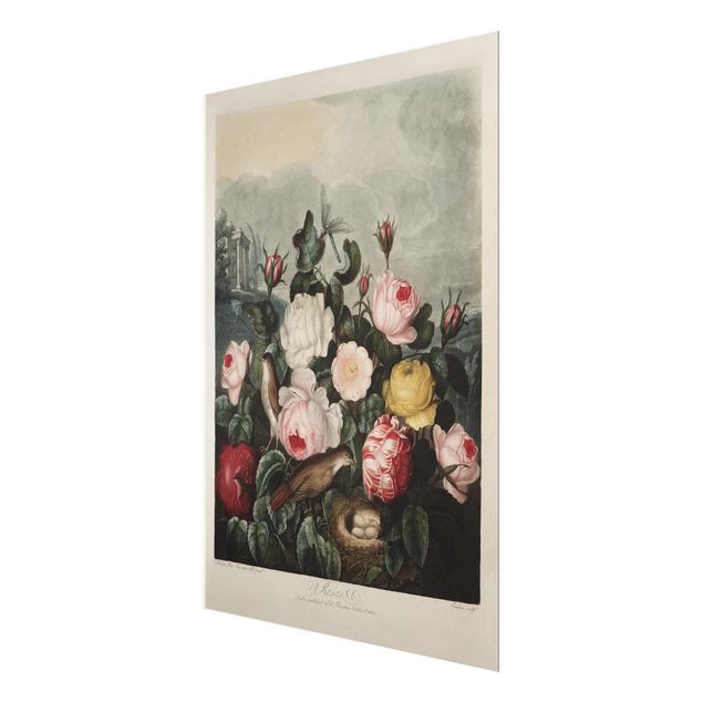 Billeder lyserød Botany Vintage Illustration Of Roses