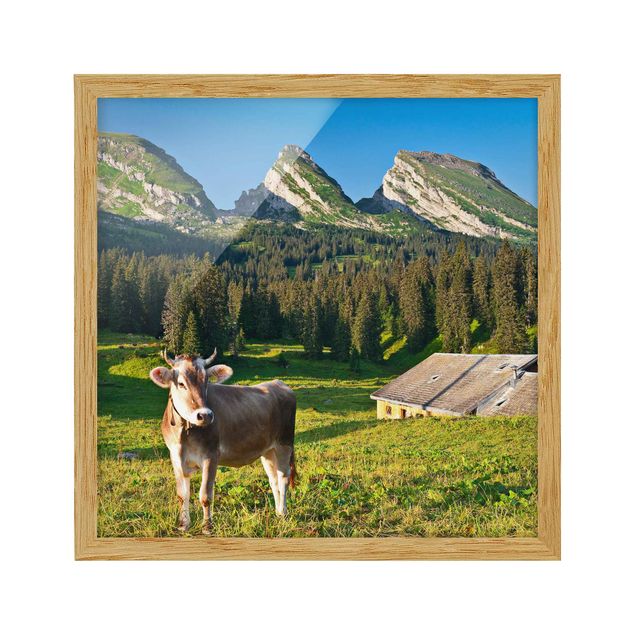 Billeder bjerge Swiss Alpine Meadow With Cow