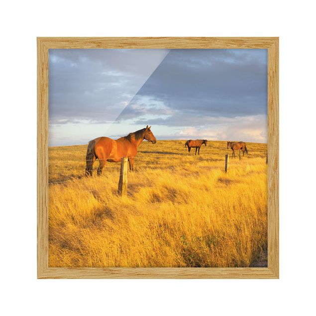 Indrammede plakater landskaber Field Road And Horse In Evening Sun