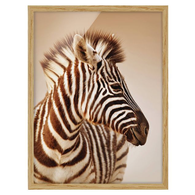 Billeder Afrika Zebra Baby Portrait
