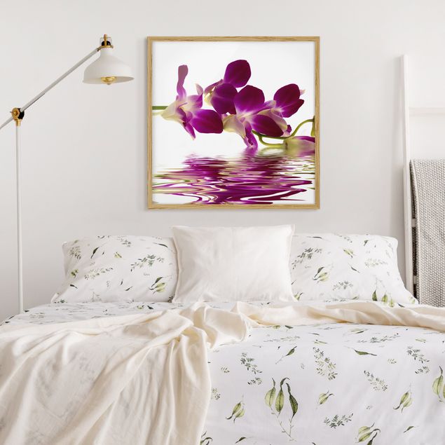 Indrammede plakater blomster Pink Orchid Waters