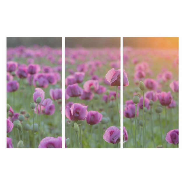 Billeder blomster Purple Poppy Flower Meadow In Spring