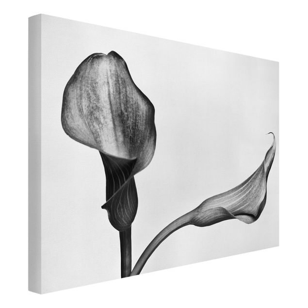 Billeder blomster Calla Close-Up Black And White