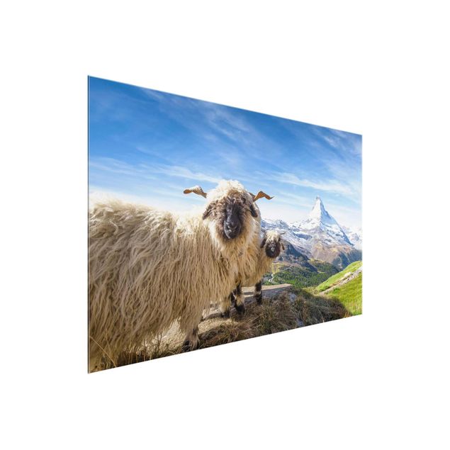 Glasbilleder landskaber Blacknose Sheep Of Zermatt