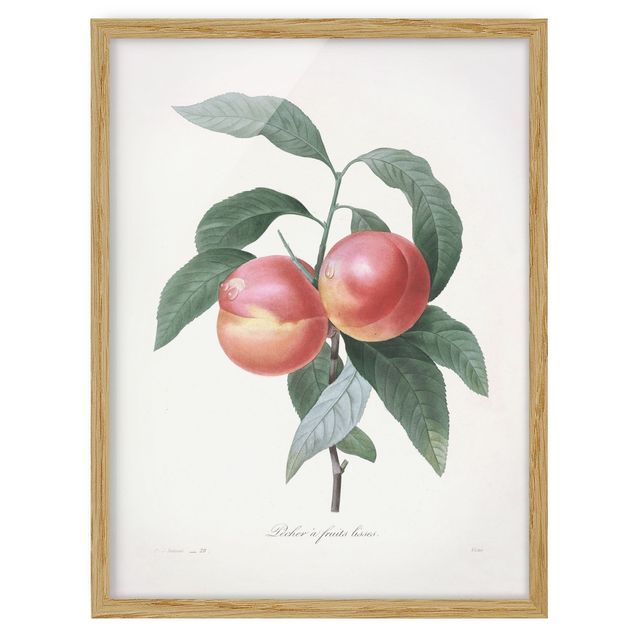 Billeder blomster Botany Vintage Illustration Peach