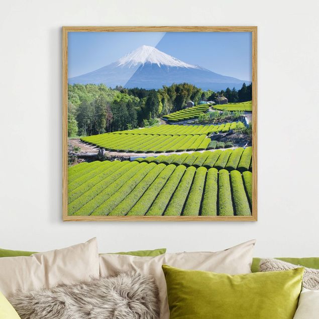 Billeder træer Tea Fields In Front Of The Fuji