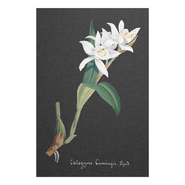 Billeder blomster White Orchid On Linen II